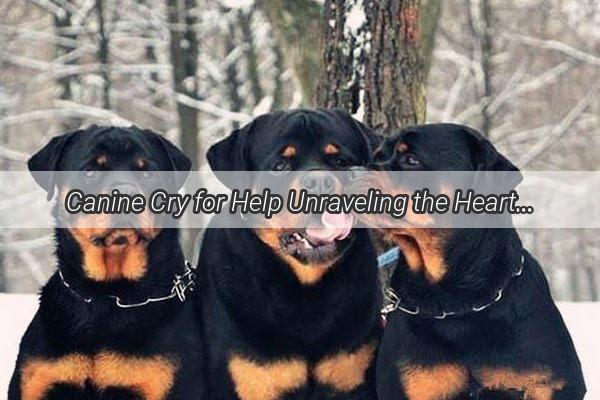 Canine Cry for Help Unraveling the Heartwarming Reasons Your Dog Whimpers Rescue Me